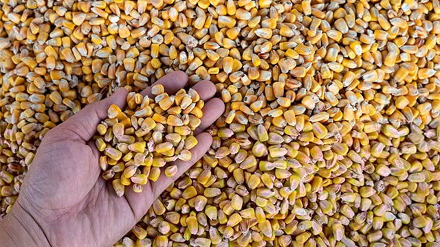 Dry corn kernels in hand