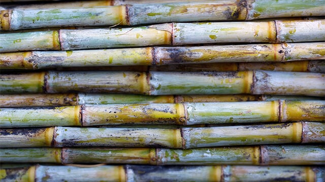 sugar cane
