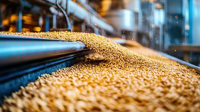 Grain sorting on conveyor belt