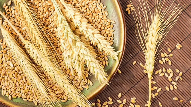 Wheat grains on a plate
