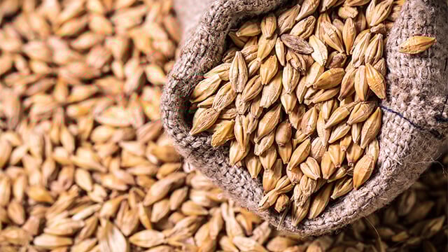 Barley-crops