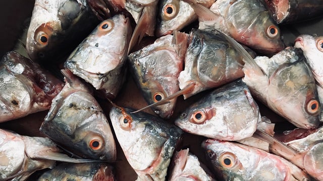 Several fish head backgrounds cut out